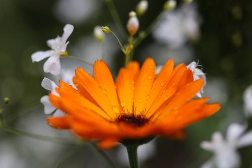 orange and white flowers