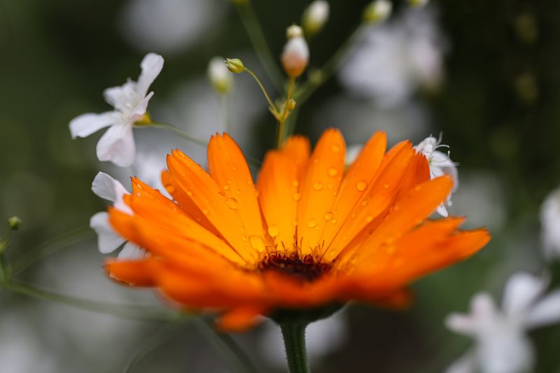 orange, white, flowers,close-up, blur background orange and white flowers фото превью
