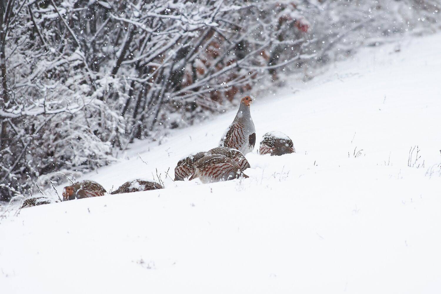 perdix, perdix perdix, Grey partridge, snow, volgograd, russia, wildlife,, Сторчилов Павел