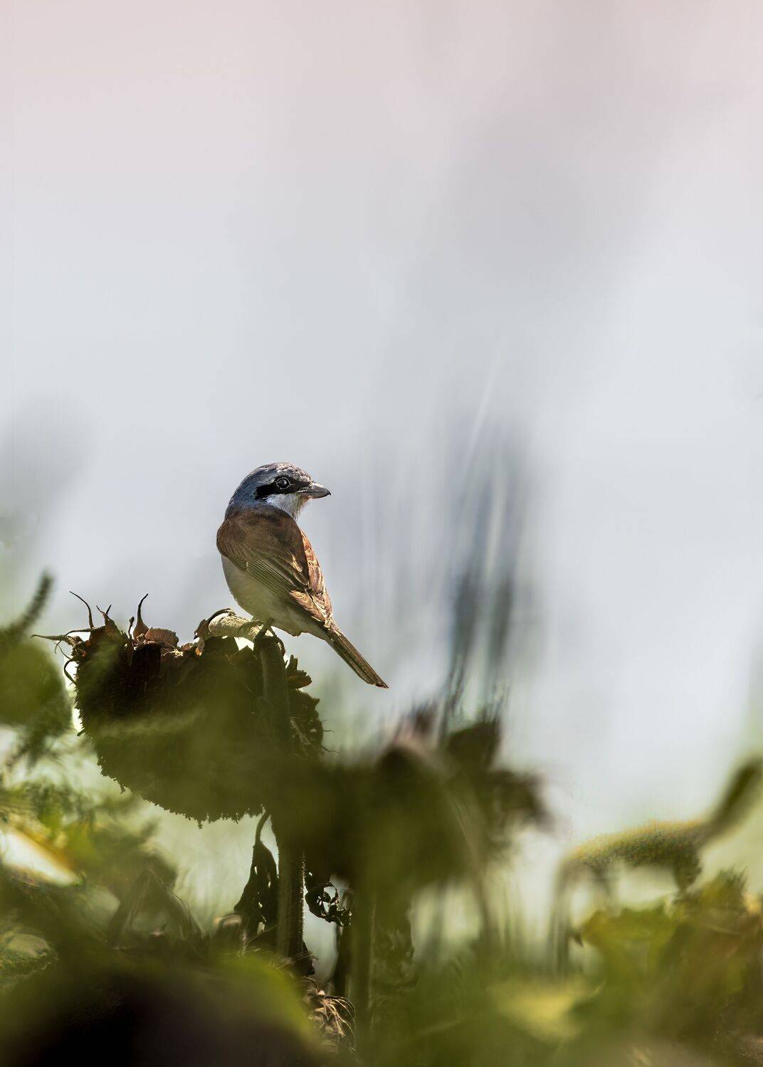 сорокопут-, жулан, Алексей Рыльский
