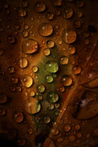 Текстуры тайги