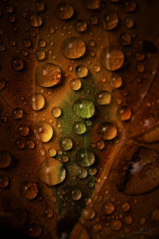 текстуры, тайга, северный лес, капельки макро, осенний лист, иголки на мху, лесной фон, природный орнамент, природный фон, nature background, карельский перешеек, ленинградская область Текстуры тайги фото превью