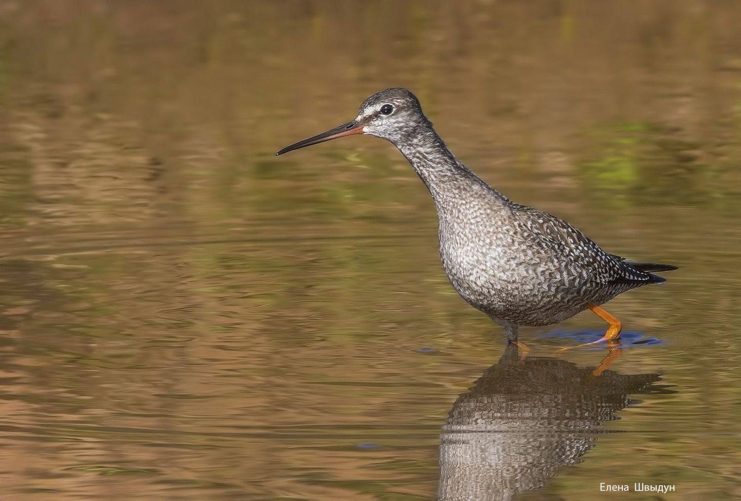 bird of prey, animal, birds, bird,  animal wildlife,  nature,  animals in the wild, щёголь, spotted redshank, Елена Швыдун