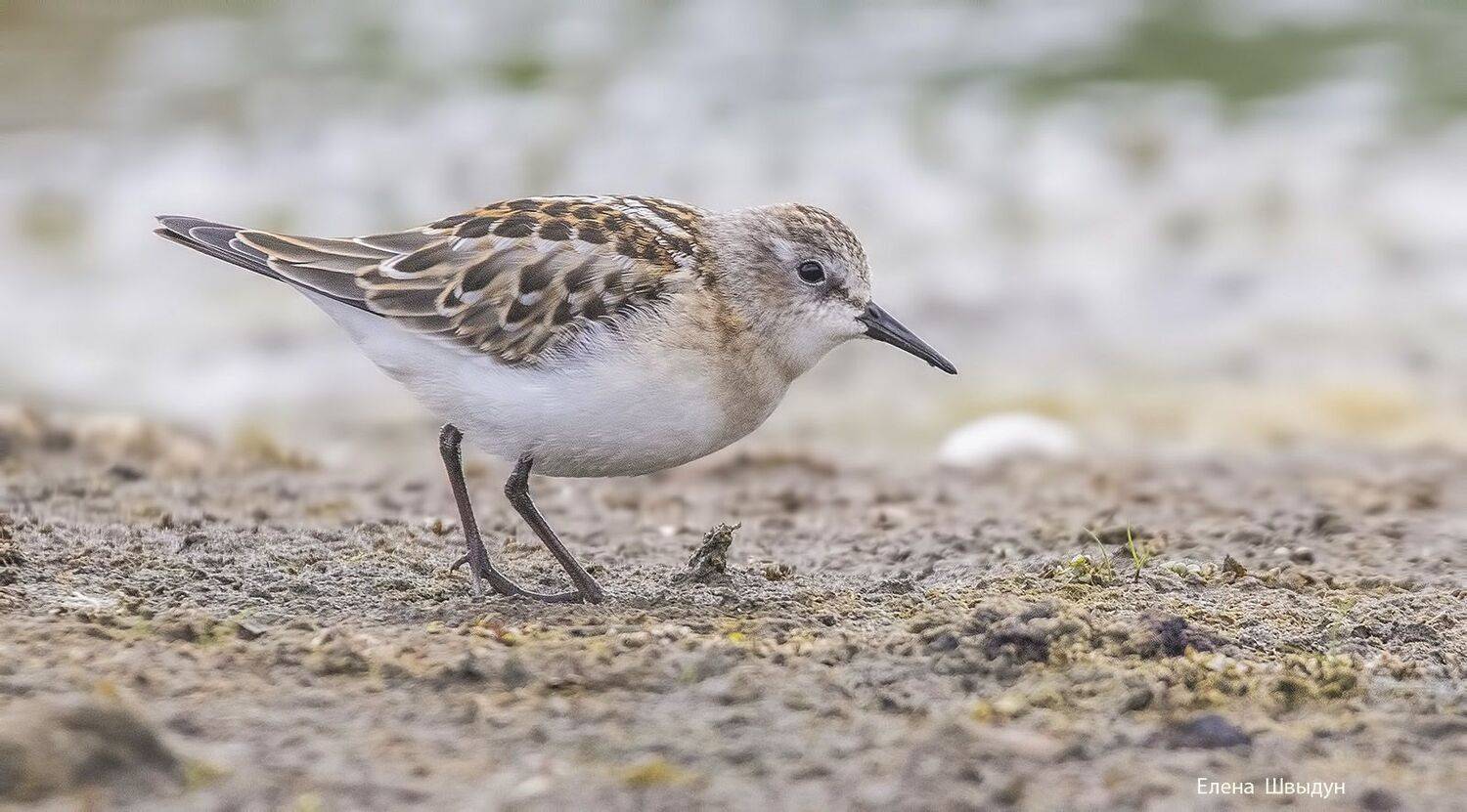 bird of prey, animal, birds, bird,  animal wildlife,  nature,  animals in the wild, кулик, кулик-воробей, little stint, Елена Швыдун