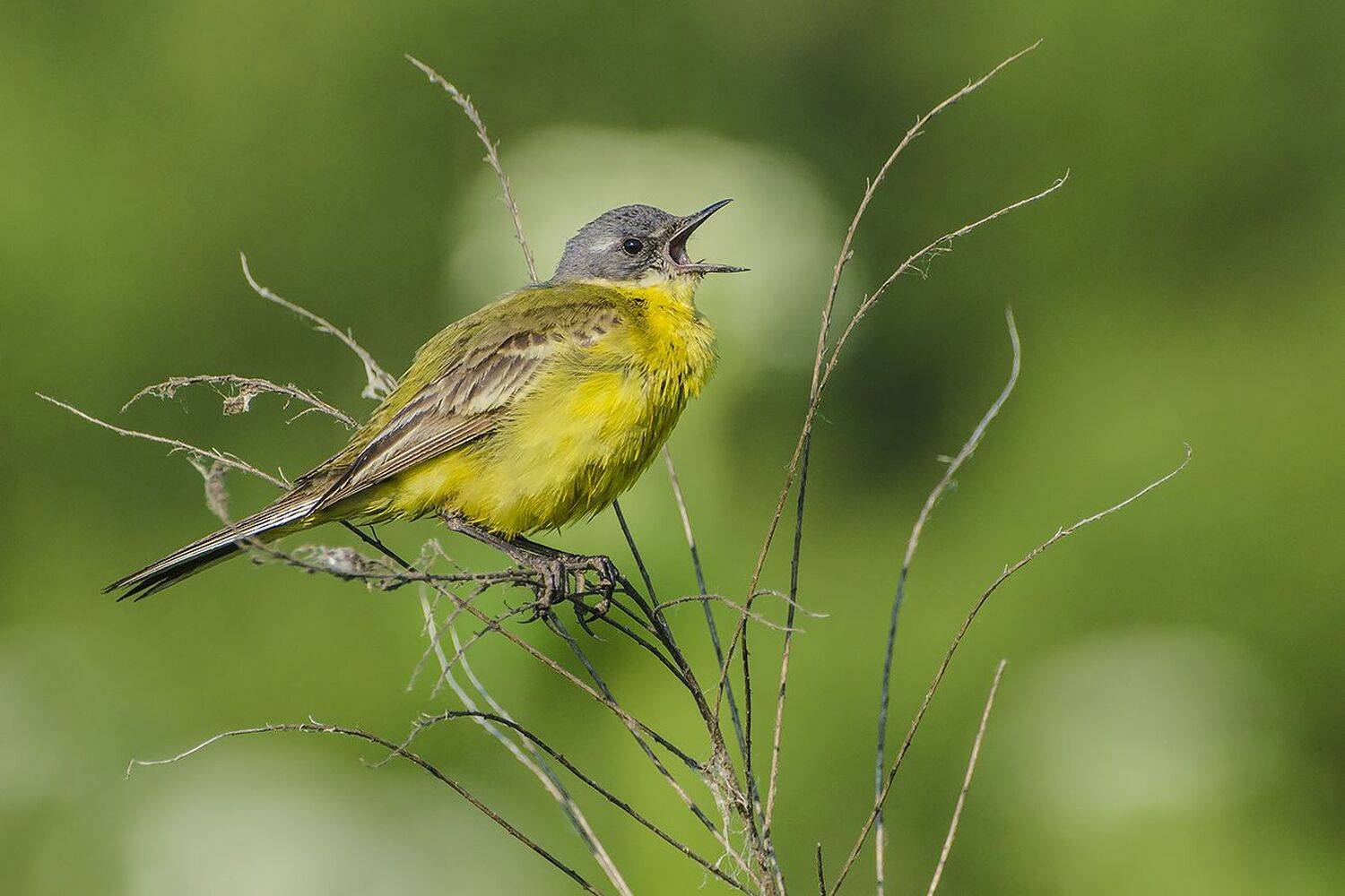 жёлтая трясогузка, Михаил Агеев