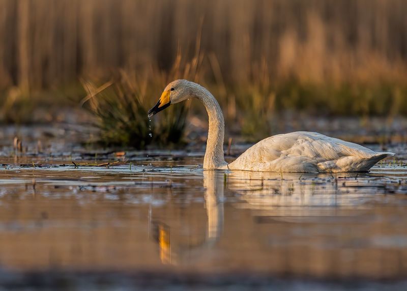 Łabędź krzykliwy ( Cygnus cygnus ) фото превью