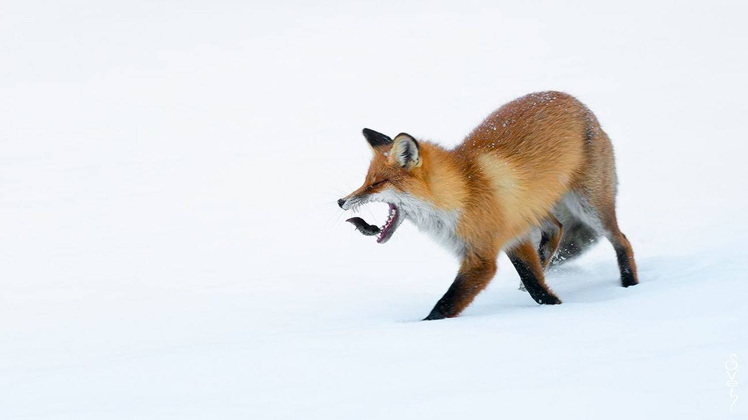 лиса, землеройка, Байбекова Светлана