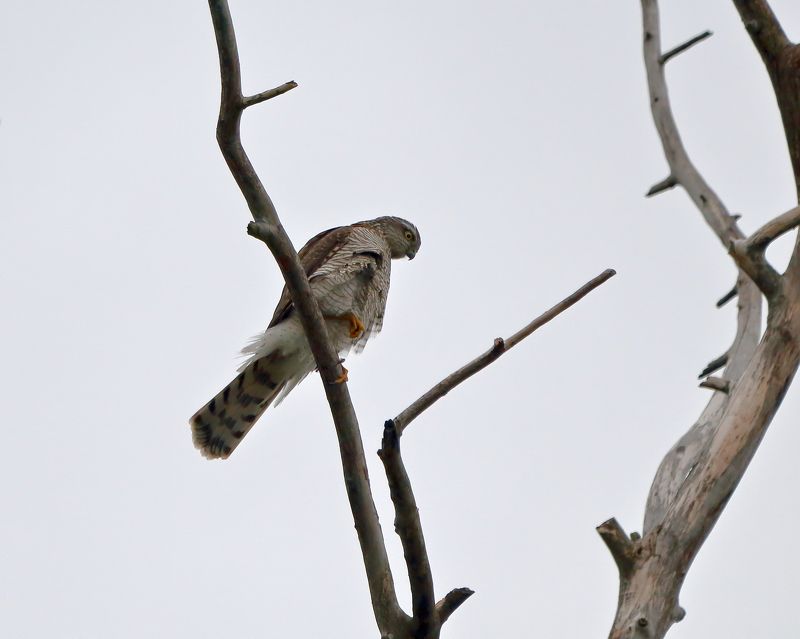 Перепелятник... фото превью