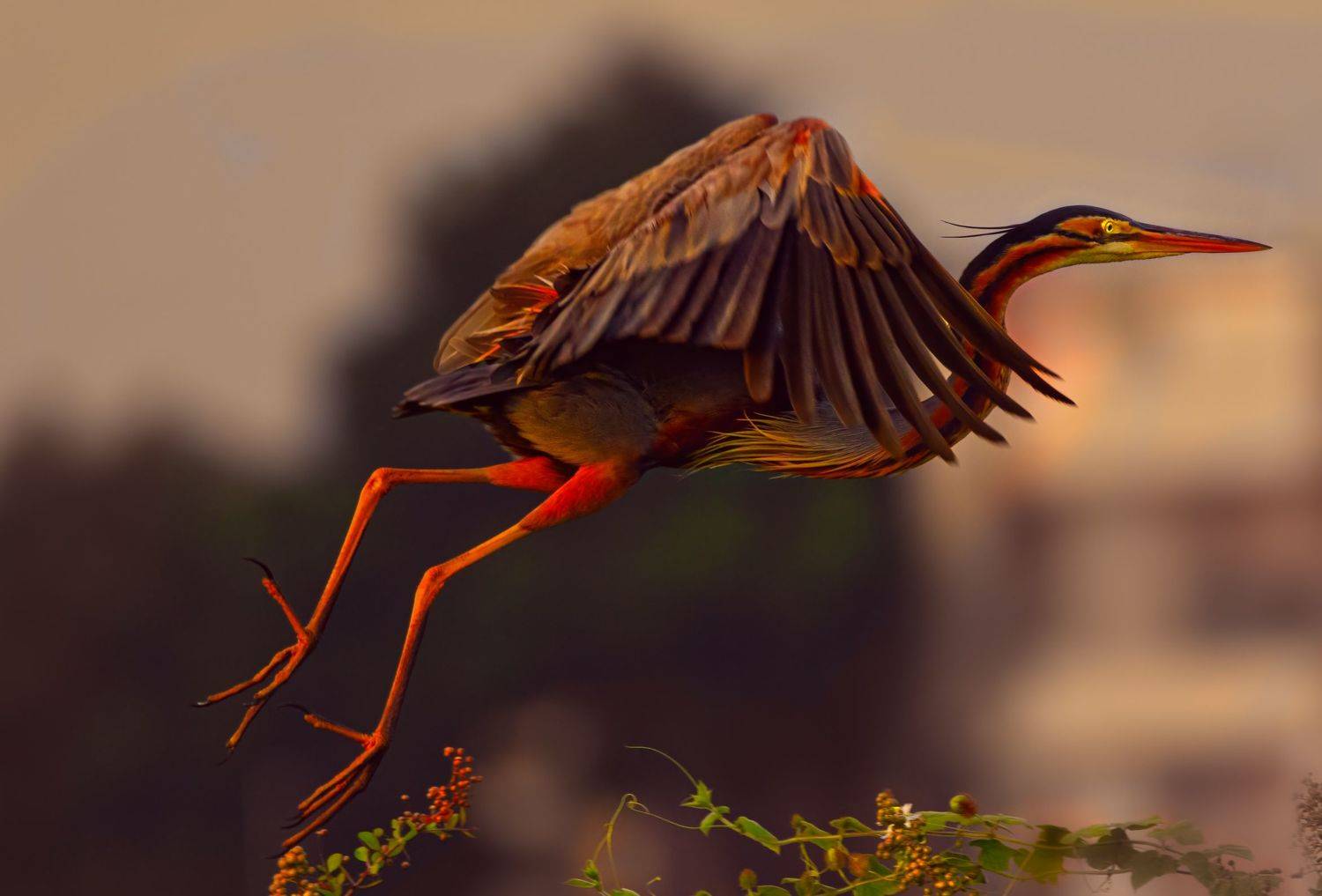 bird,birds,nikon,wild,water,shadows,lake,pond,flowers,swan,colors,nikon,beauty,nature,animals,eyes,egret,songbird,jungle,white,wings,fly, G N RAJA
