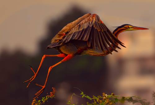 Great Blue Heron