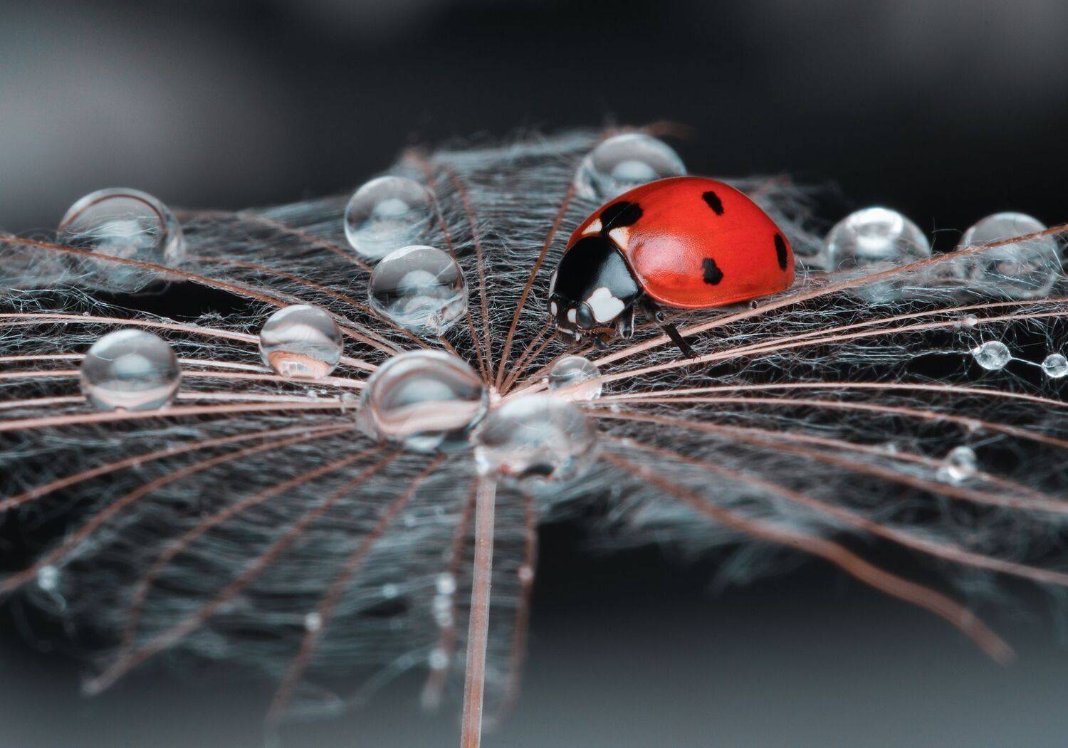 ceclii, macro, Tsvetan Ganev