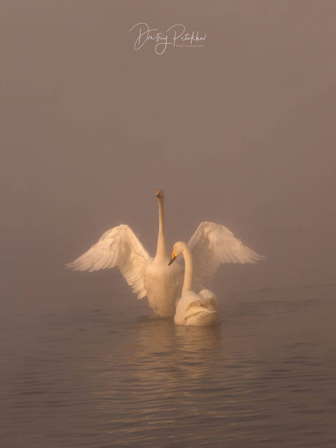 Лебеди, Дмитрий Петухов