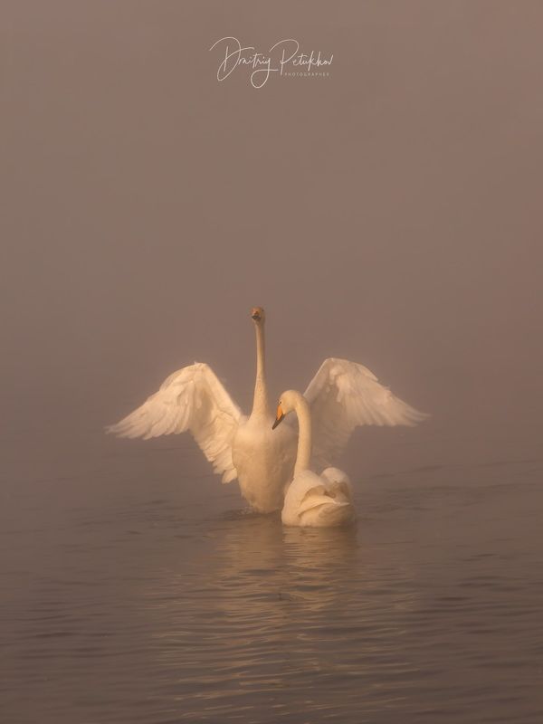 Лебеди  фото превью