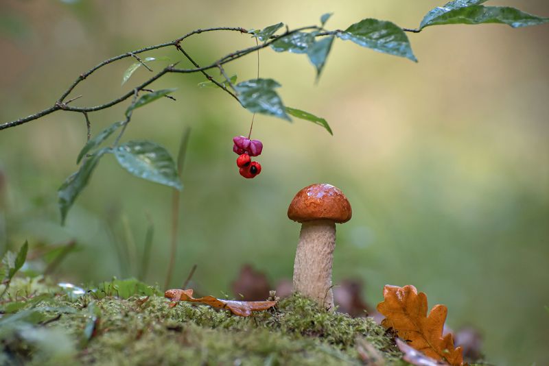 В осеннем лесу фото превью
