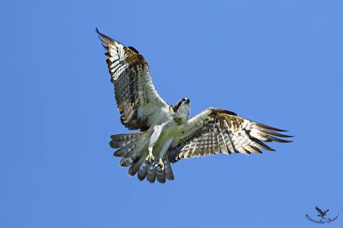 Расправив крылья я лечу.