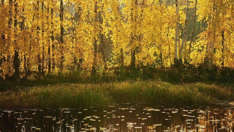 Березовый берег фото превью