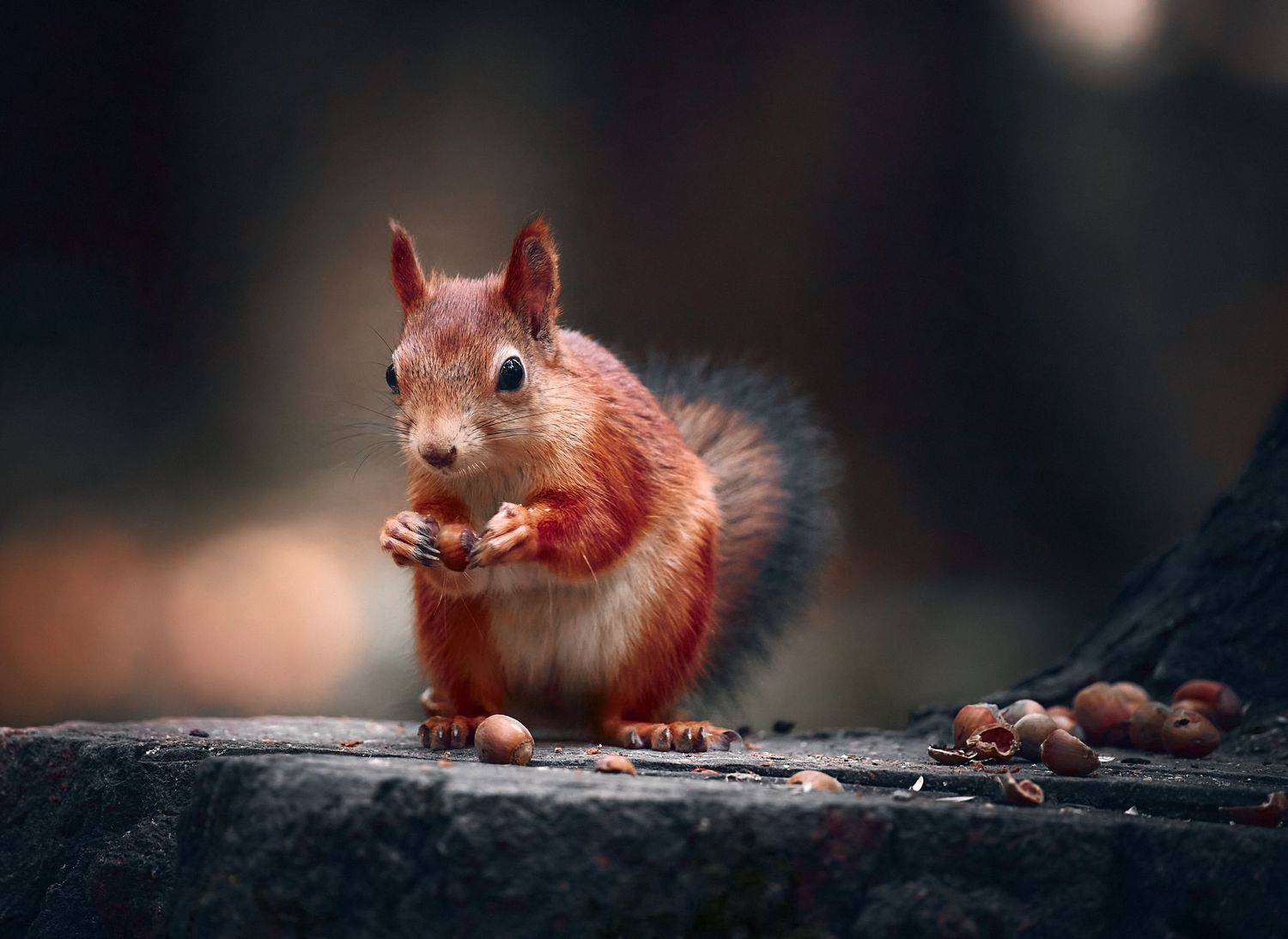 белка, белочка, белка есть орешек, белка с орешком, рыженькая белочка, Mikhail Khmelevskiy