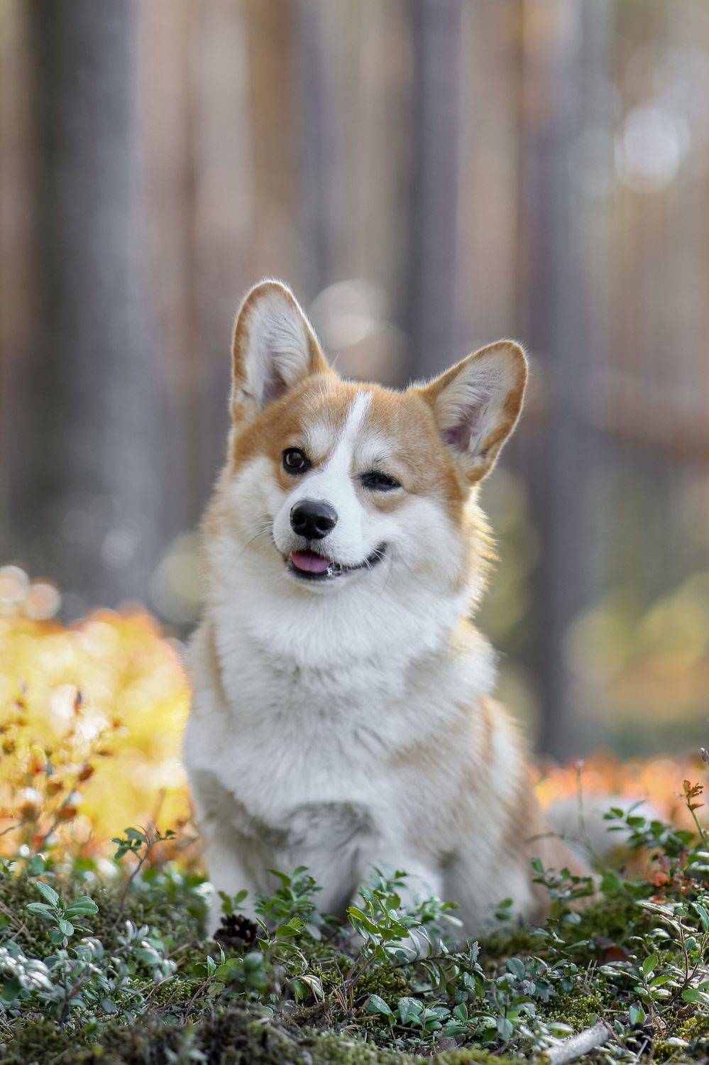 , Андрей Ершов