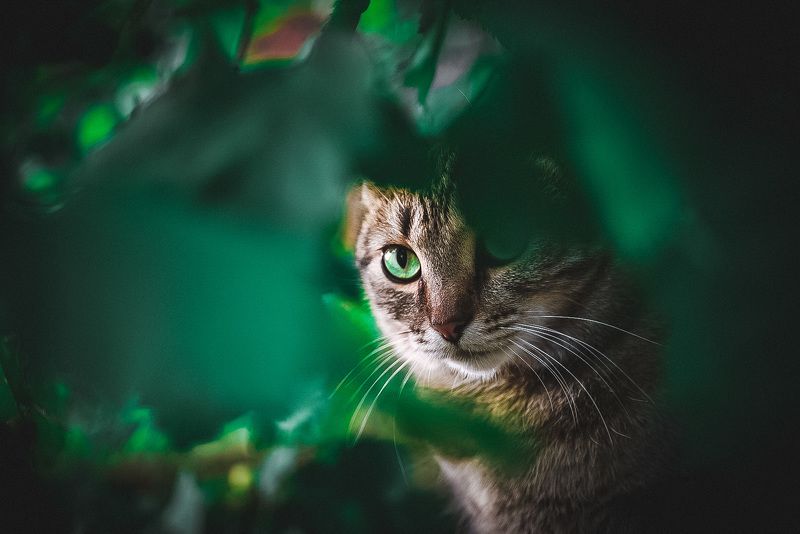 фото превью