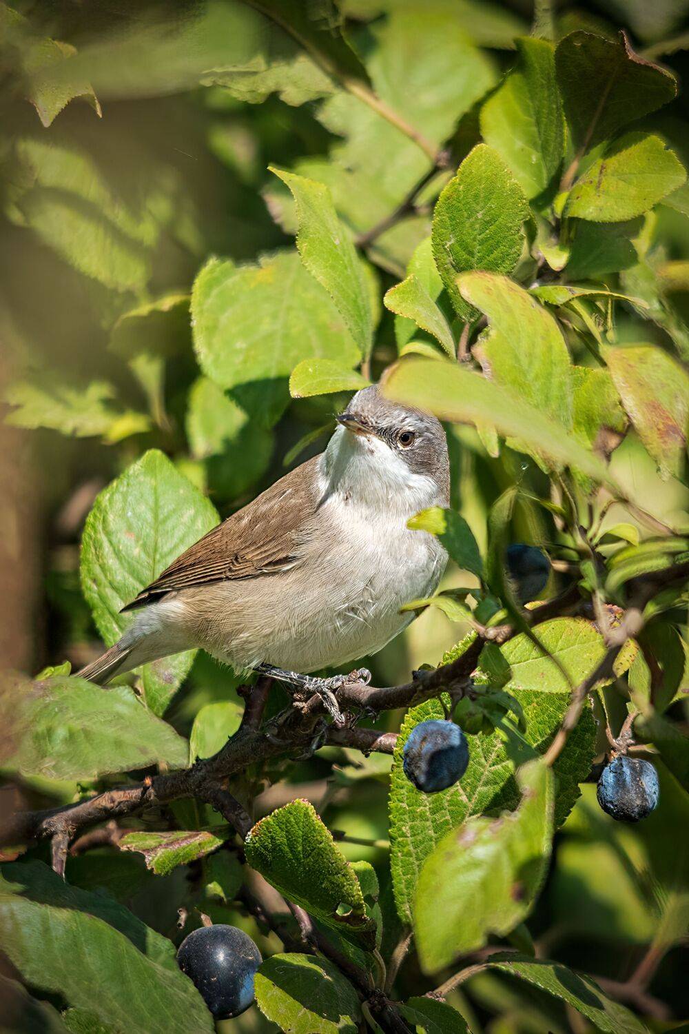 славка, Алексей Рыльский