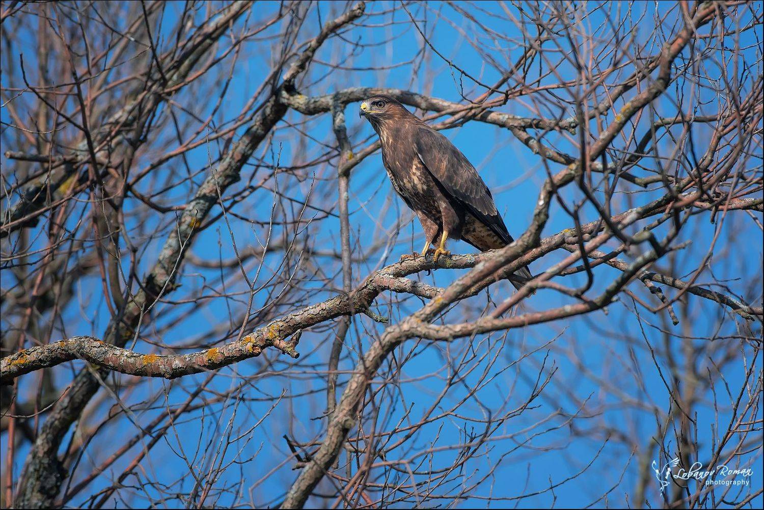 , Лобанов Роман