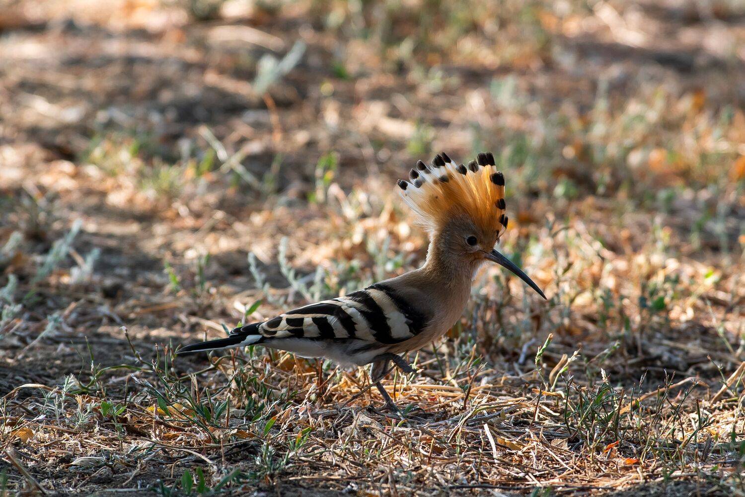Upupa epops, wildlife, volgograd, russia, Eurasian hoopoe, , Сторчилов Павел