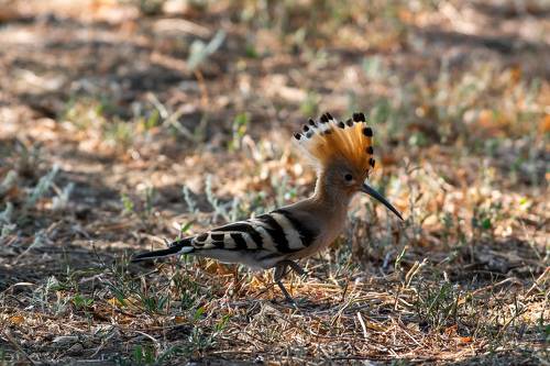 Hoopoe Crown 