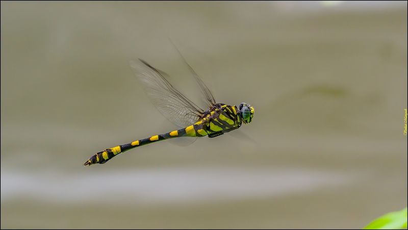 Common clubtail (male) in flight фото превью