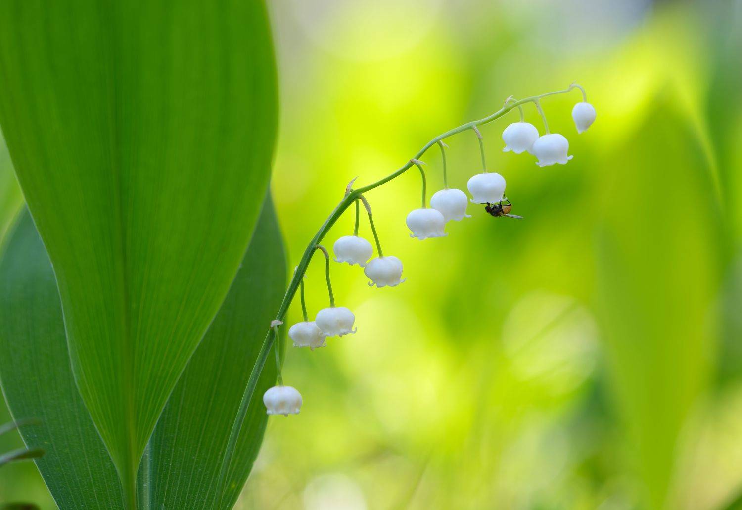 ландыш майский, convallaria majalis, июнь, рассвет, цветы, Павел Черенков