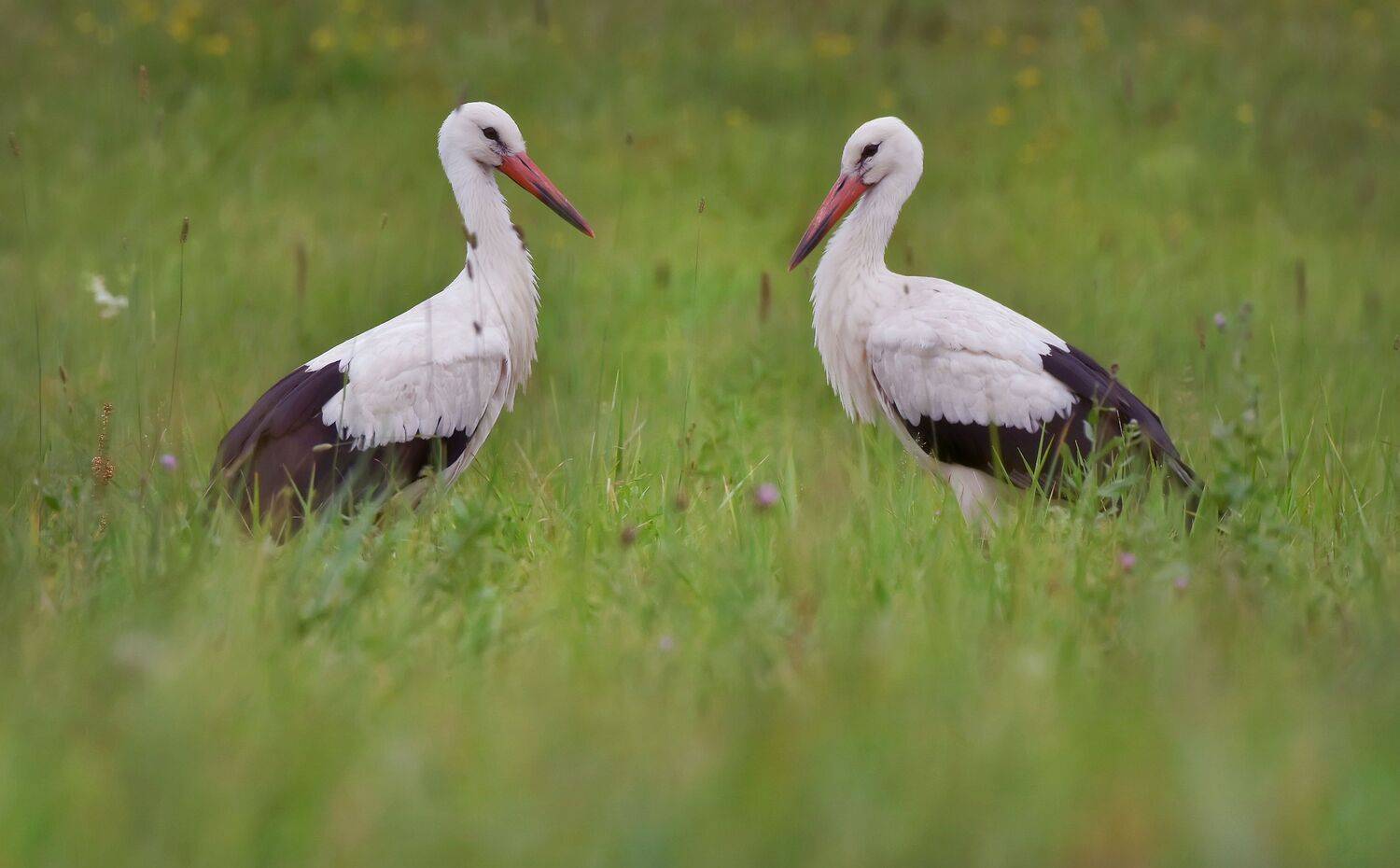 , Макеев Алексей
