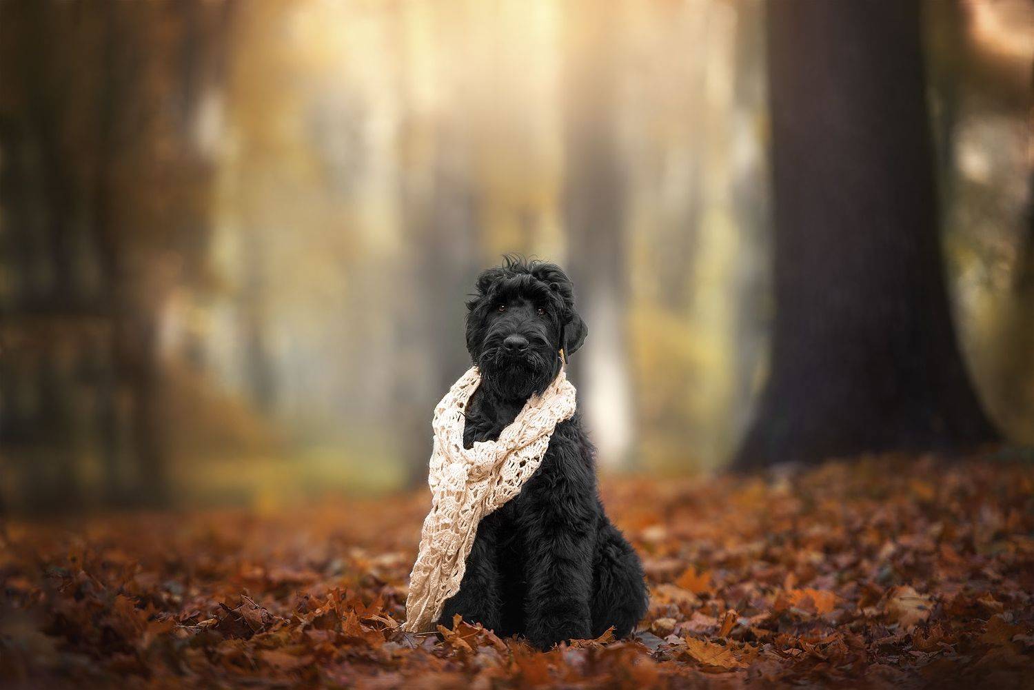 , Черняховский Виталий