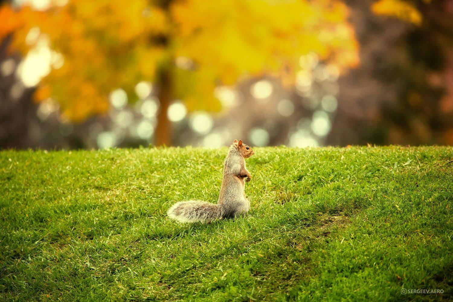 белка, животное, природа, парк, канада, газон, грызун, осень, пейзаж, трава, зверь, торонто, squirrel, autumn, animal, nature, park, canada, lawn, rodent, landscape, grass, beast, toronto, Сергеев Кирилл