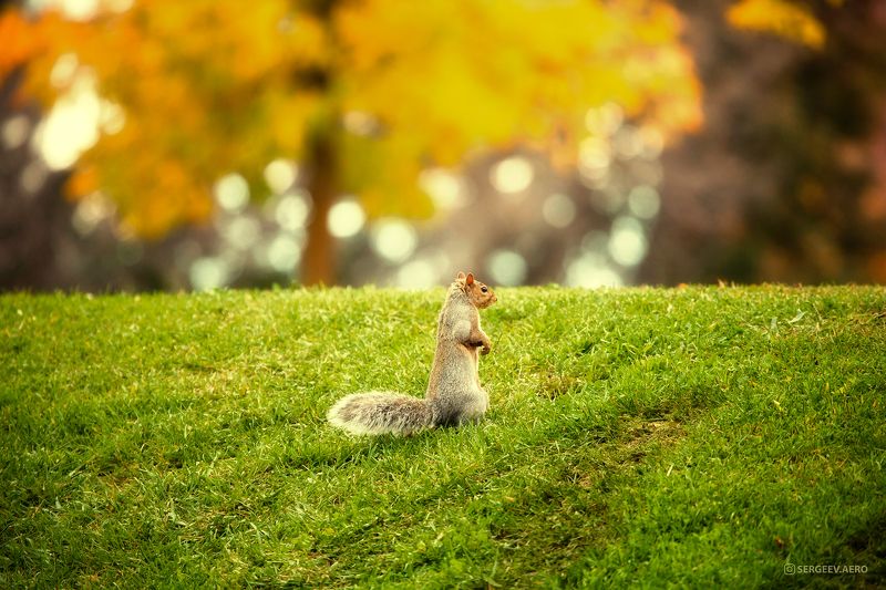 белка, животное, природа, парк, канада, газон, грызун, осень, пейзаж, трава, зверь, торонто, squirrel, autumn, animal, nature, park, canada, lawn, rodent, landscape, grass, beast, toronto На стрёме | On the lookout фото превью