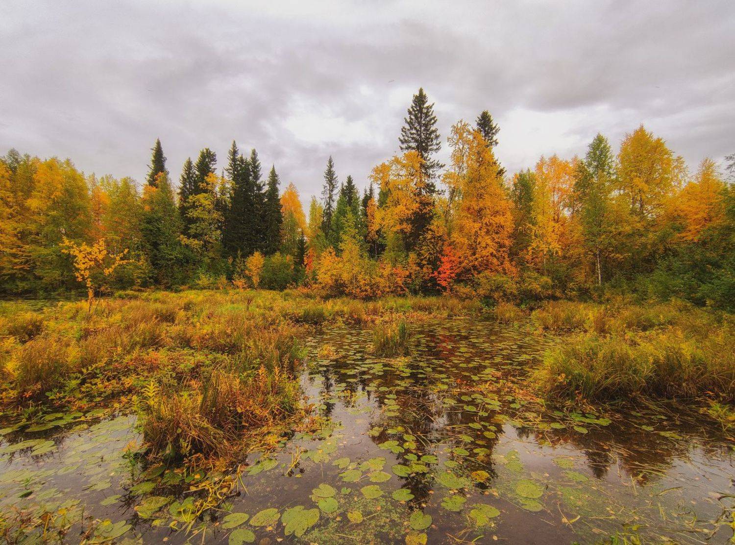 печора, север, золотая осень, Игорь Подобаев