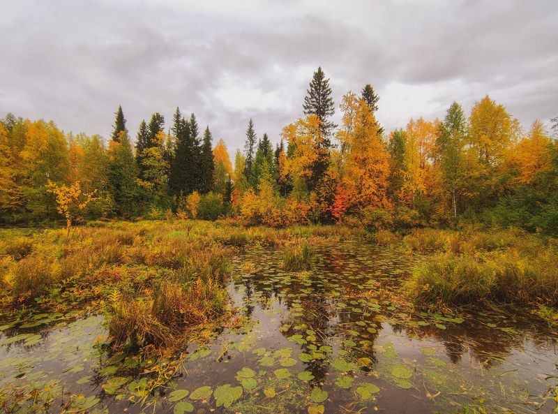 печора, север, золотая осень Осень золотая фото превью