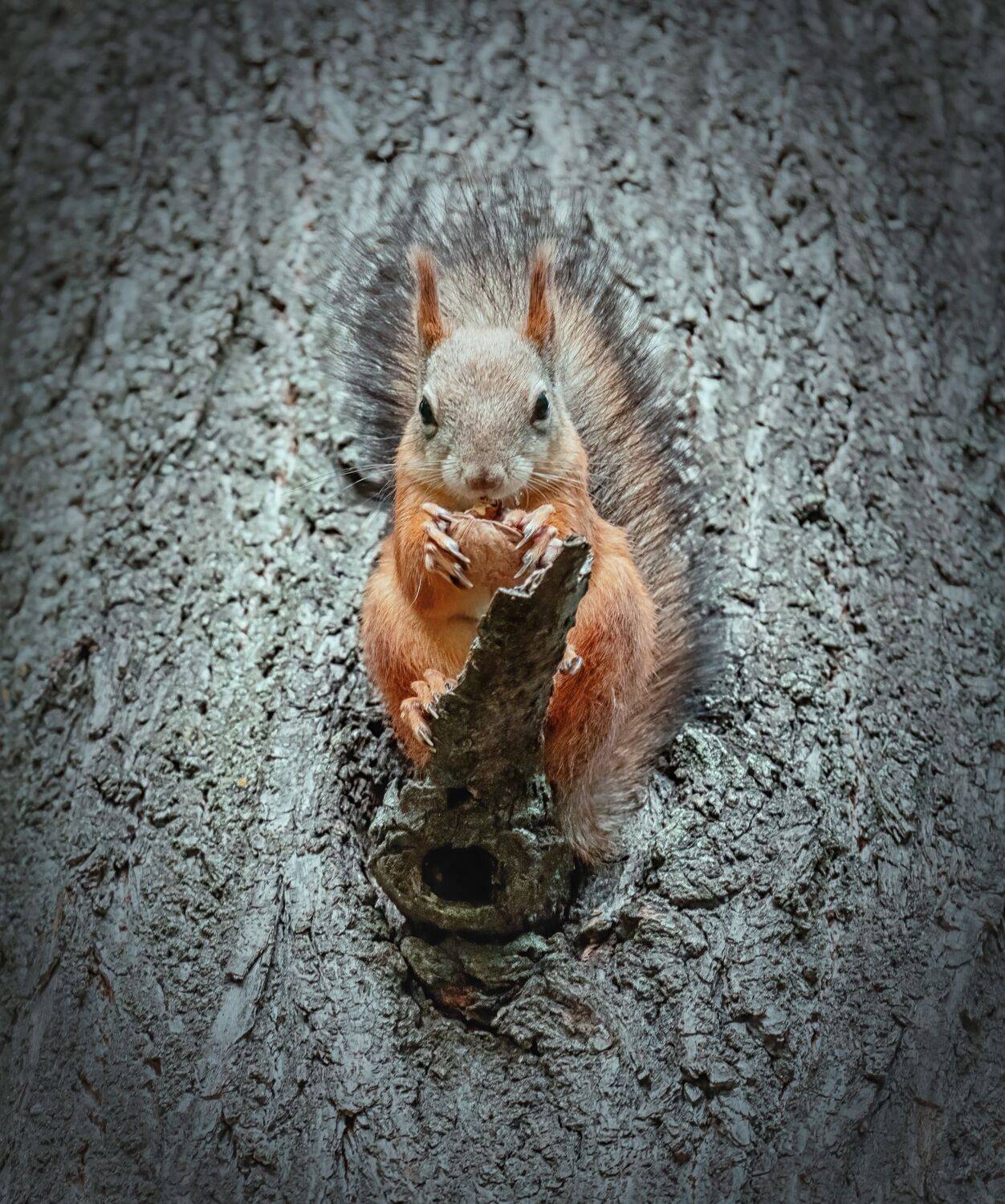 , Дэм Константин
