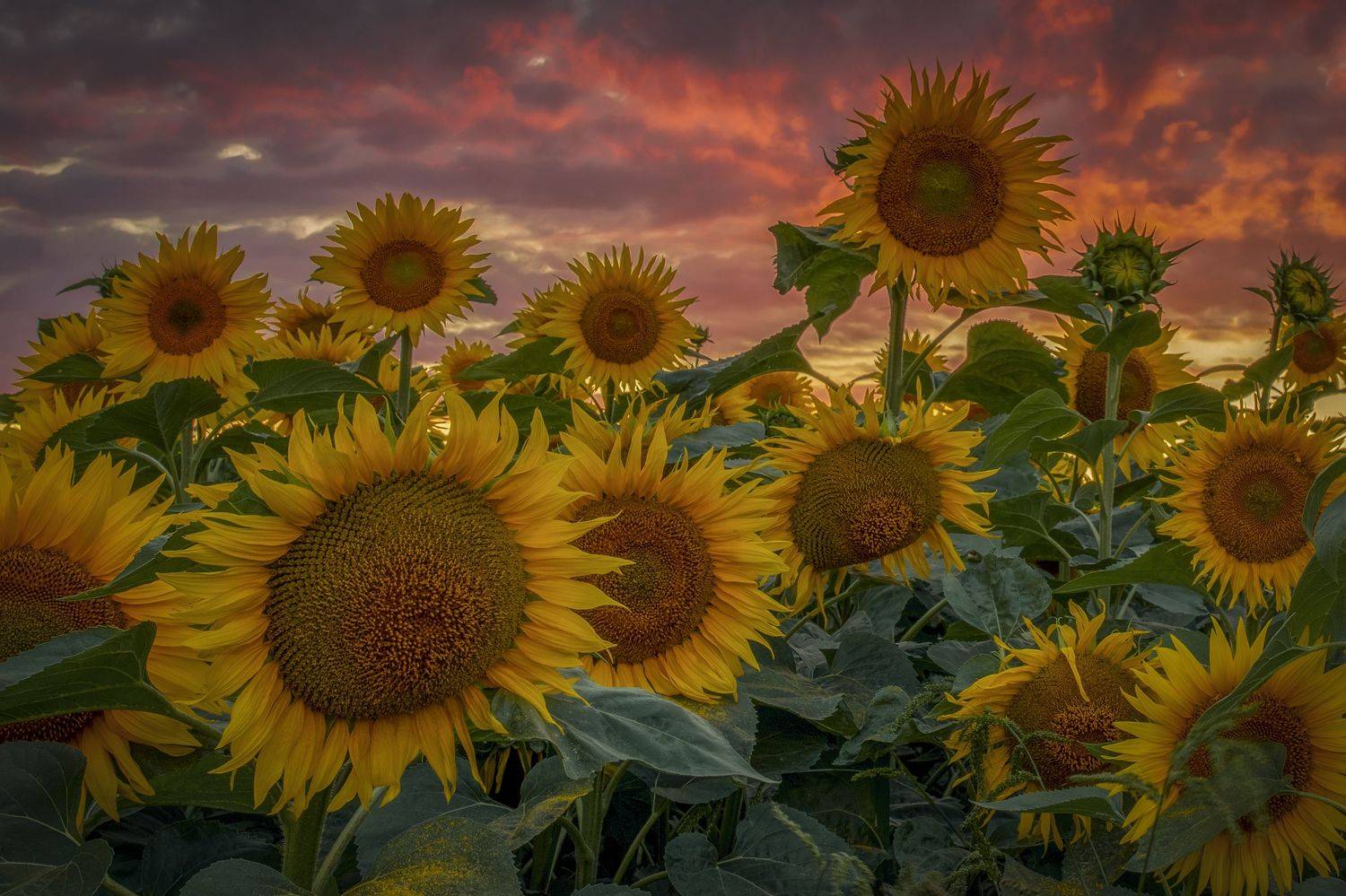 Тульская область, Гусева Елена