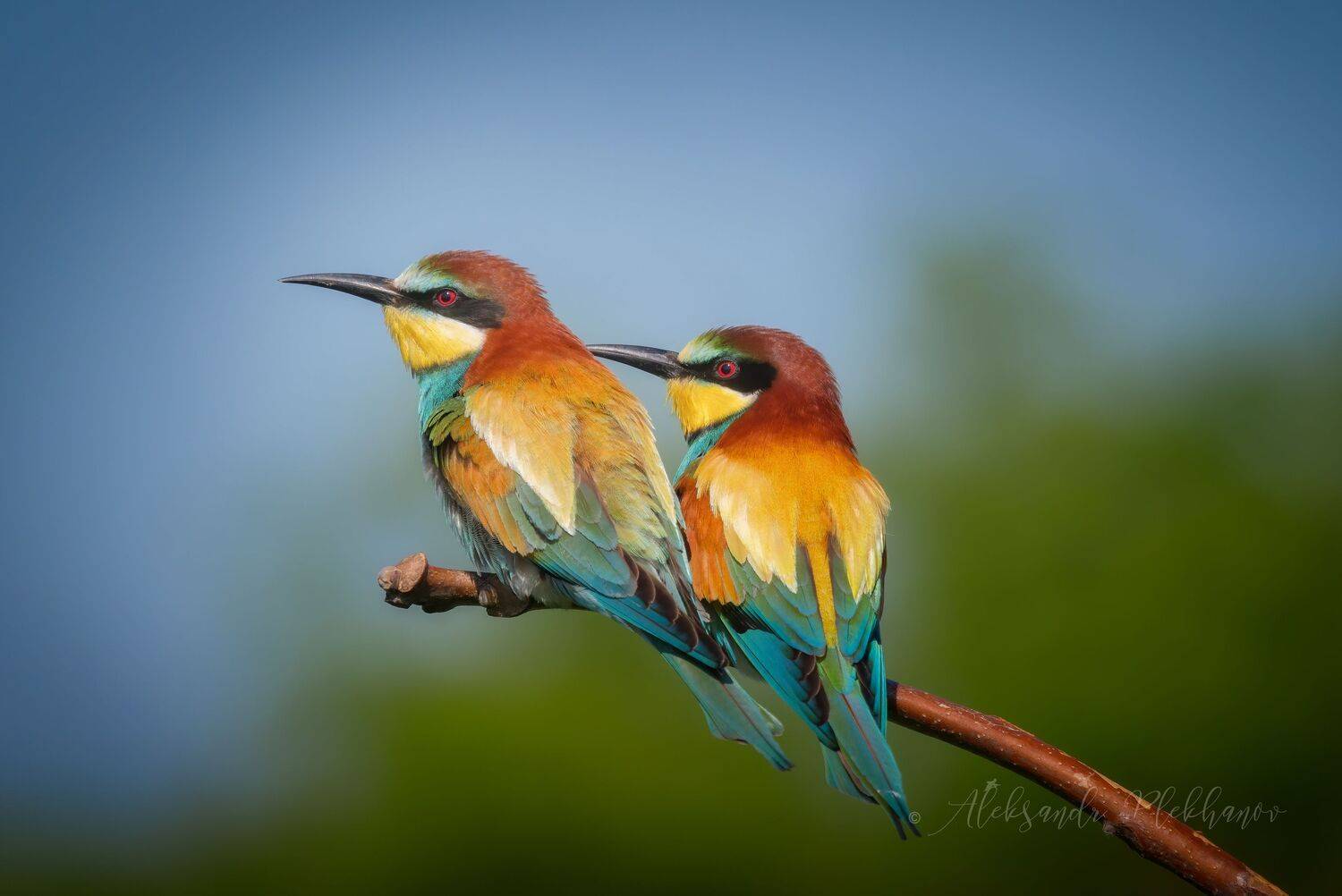 wildlife , живая , природа , щурки , золотистые, Плеханов Александр