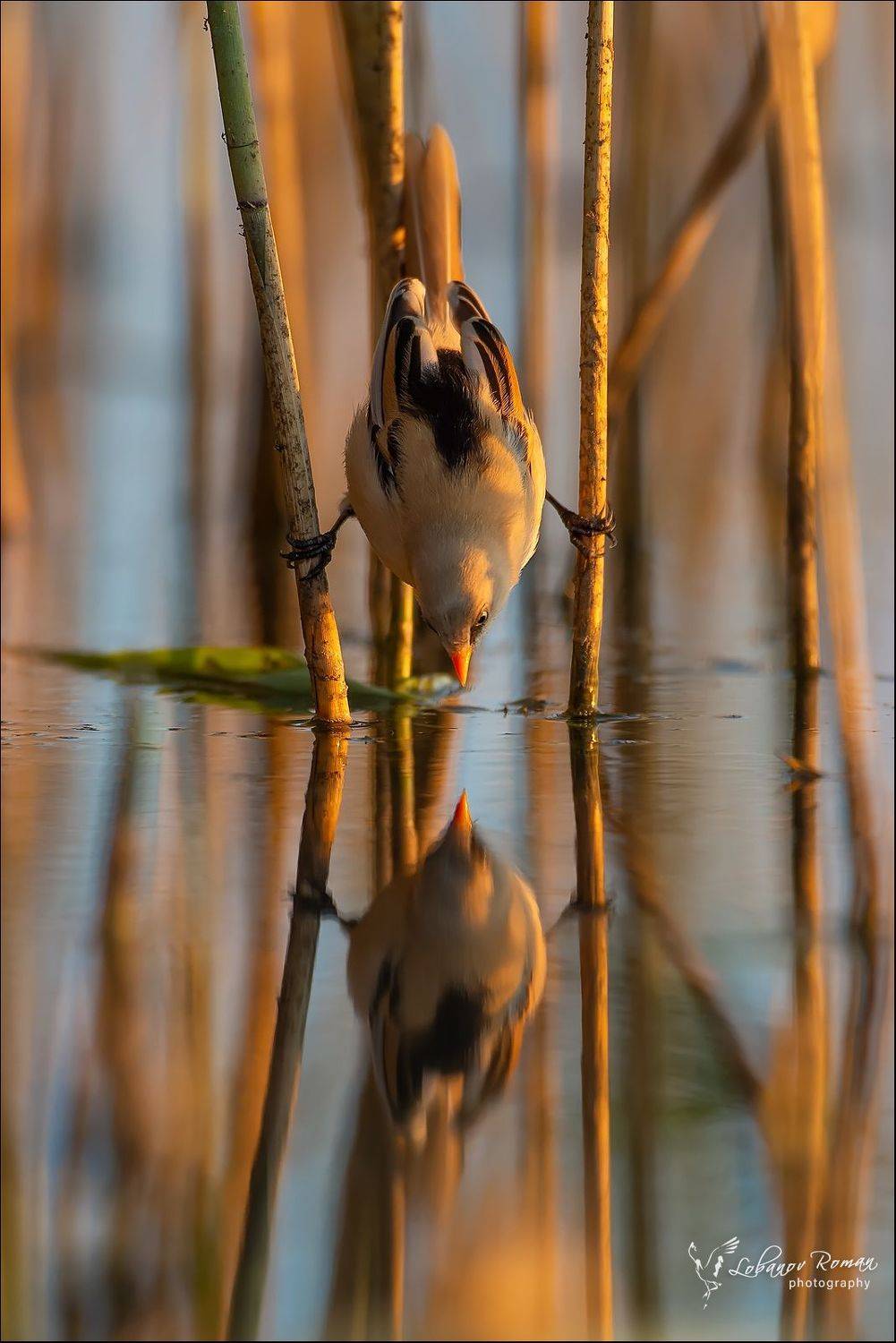 , Лобанов Роман