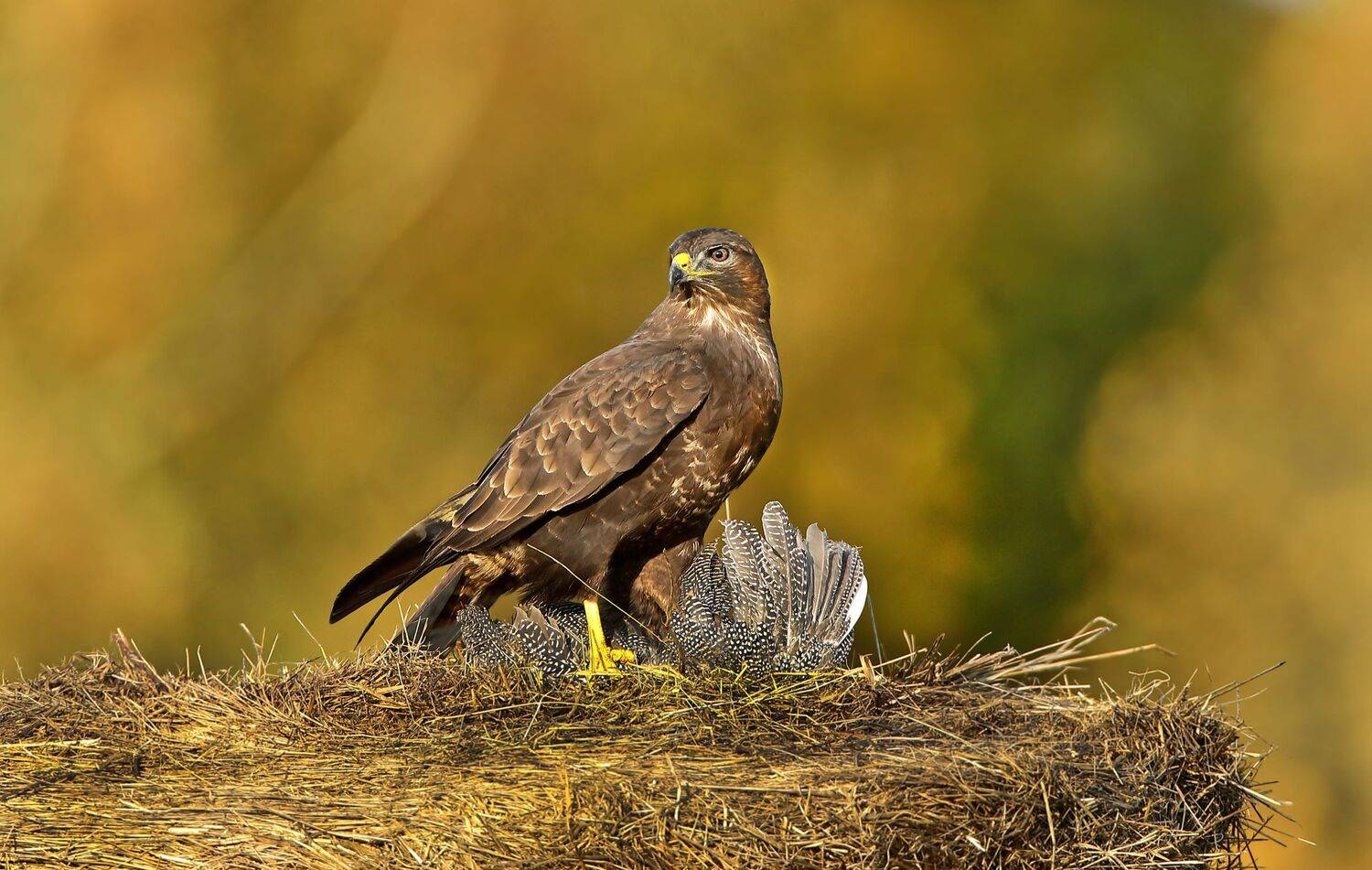 канюк, Александр Гусар