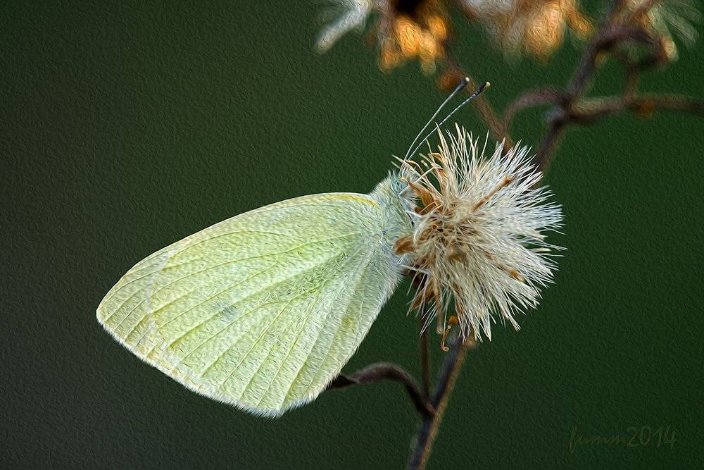 , Игорь ФУММ