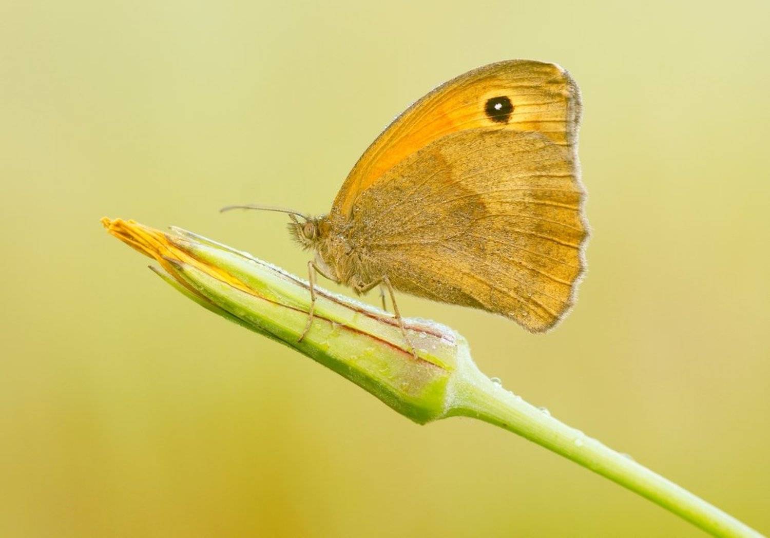 , Zbyszek  Walkiewicz