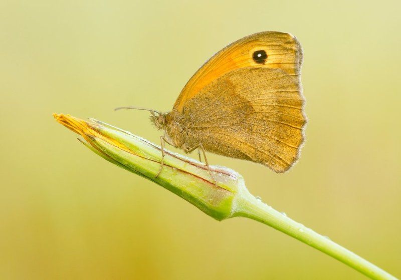 Wrapped in a light dew ... фото превью