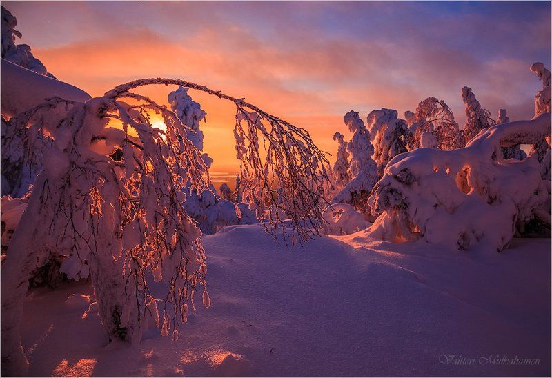 Снежная тишина ... фото превью