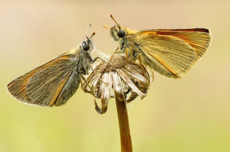 дуэт фото превью