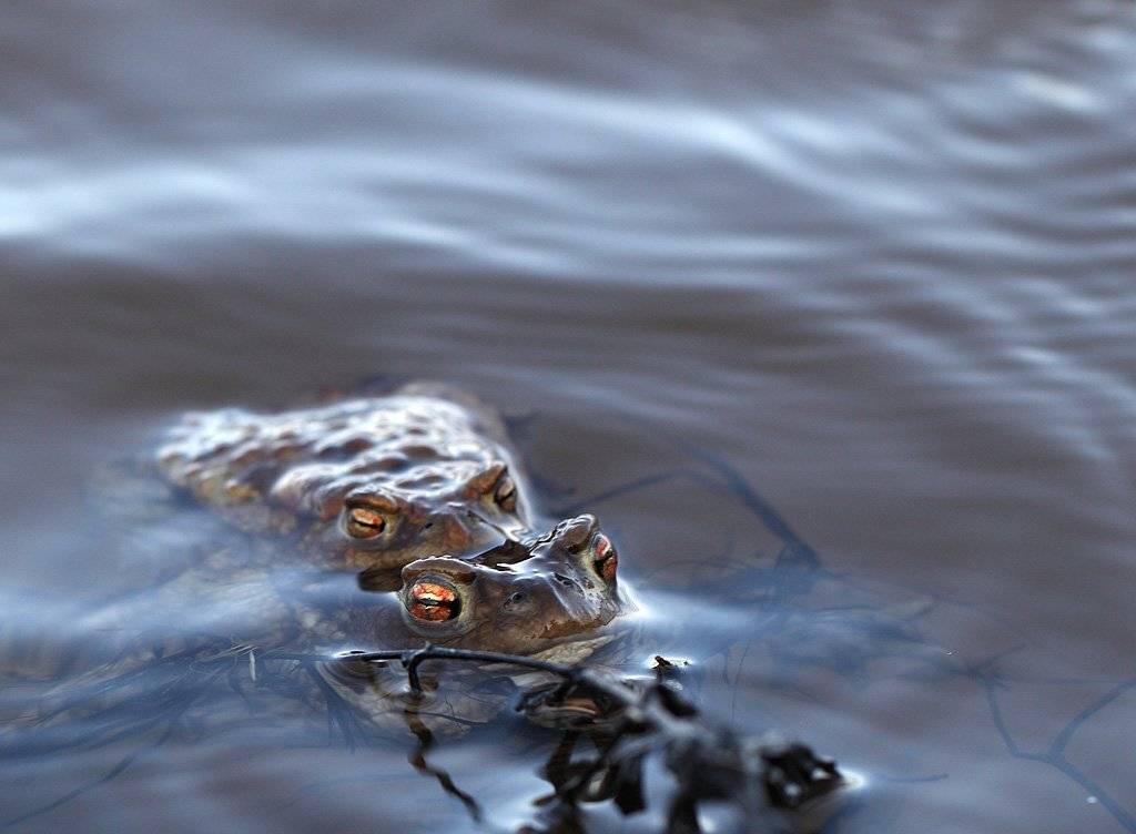 , Сергей Таланов