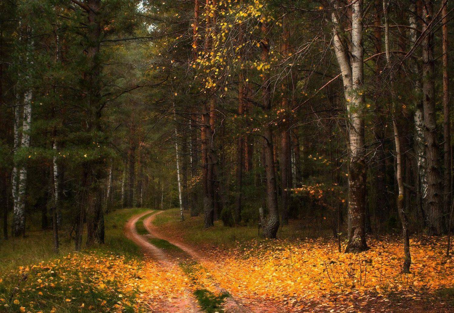 , Дмитрий Алексеев