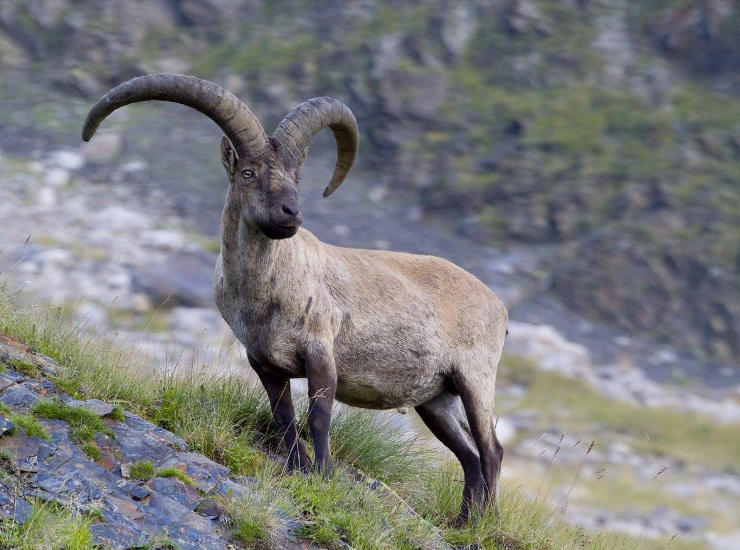 , Александр Перевозов