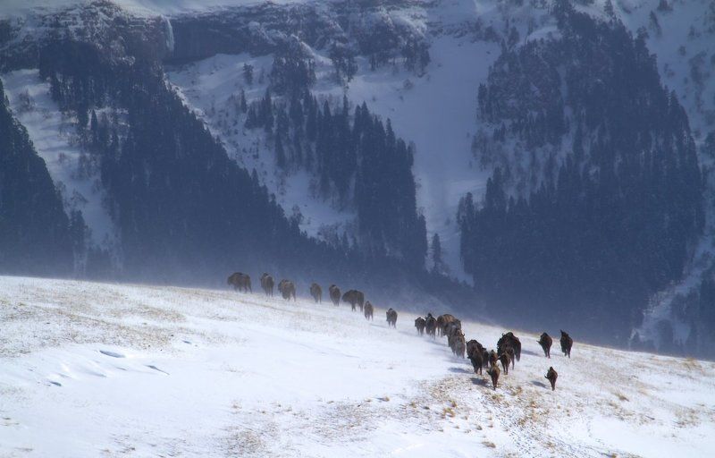Ледниковый период фото превью
