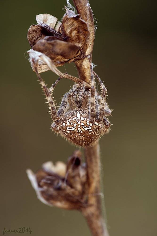 , Игорь ФУММ